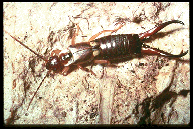 earwig